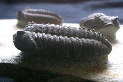 CALYMENELLA FOSSIL TRILOBITE HUGE MORTALITY SLAB.EXCEL  