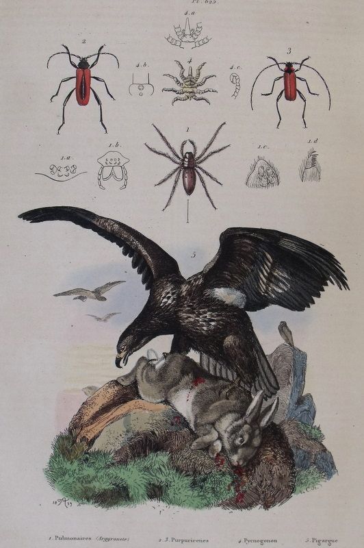   , EAGLE EATING A RABBIT, VARIOUS INSECTS. 1839 GUERIN ANTIQUE PRINT