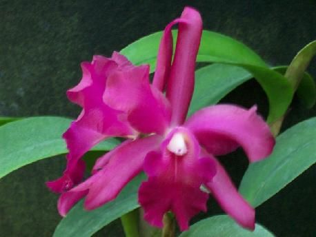 BLMG SZ BONANZA QUEEN X CHOC DROP CATTLEYA Orchid Plant  