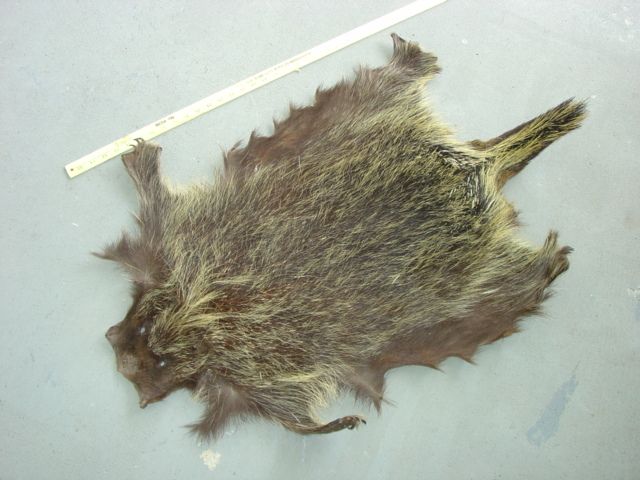 Porcupine Pelt w/f4ft. clws taxidermy hide skin quills  