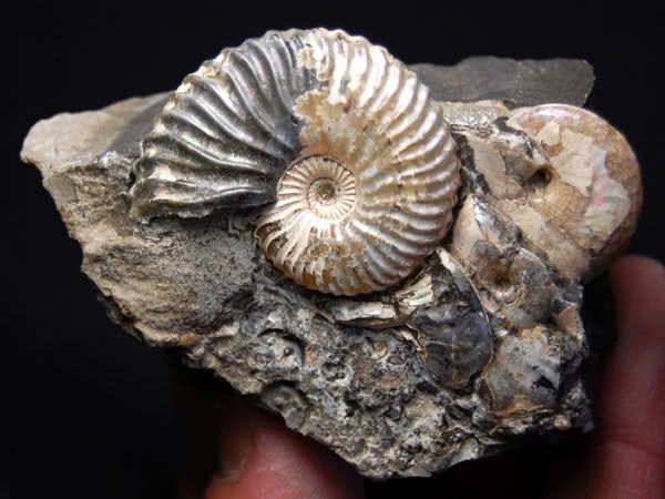 Fossil Ammonite, Deshayesites deshayesi Russia AMN1  