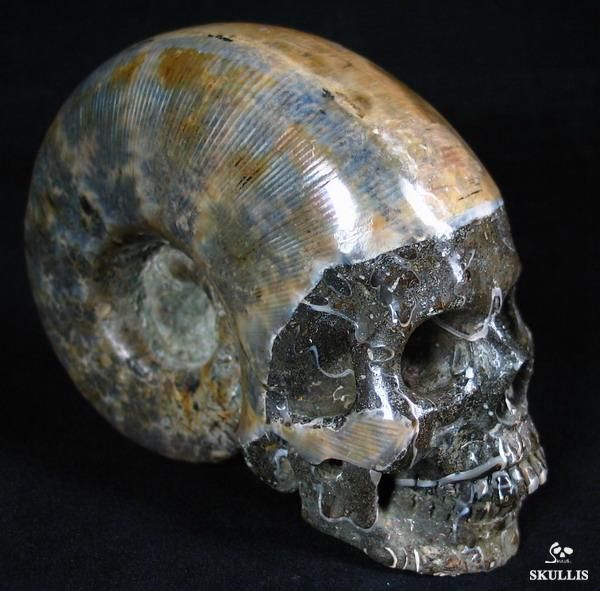 HUGE 5.7 Ammonite Fossil Carved Crystal Skull, healing  