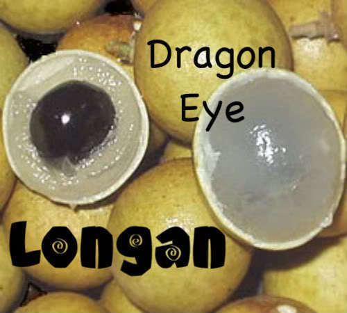 LIVE Exotic DRAGONS EYE FRUIT Tree SEEDLING Longan  