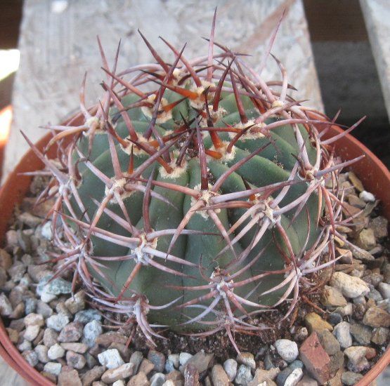 Denmoza rhodacantha Red Spines South Am Cactus 1  