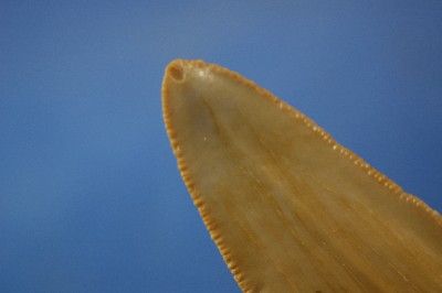 CARCHAROCLES SOKOLOWI SHARK TOOTH FOSSIL FROM MOROCCO  