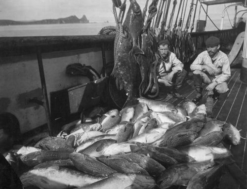 before1927 Fishing boat, cod & halibut / W. B. Miller.  