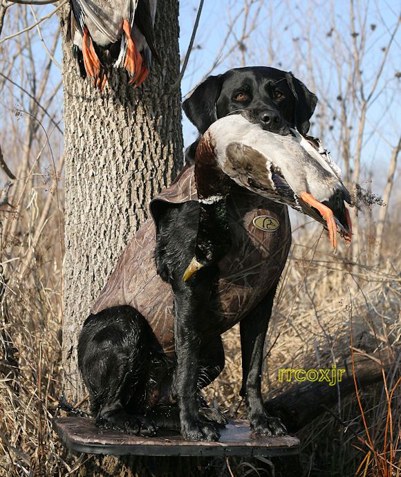 AVERY GREENHEAD GEAR GHG DOG PARKA VEST BB CAMO L NEW 700905009220 