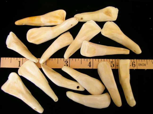 genuine water buffalo teeth, similar to american bison