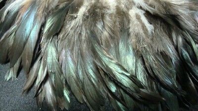   the feathers measure between 4 6 inches in length the color is