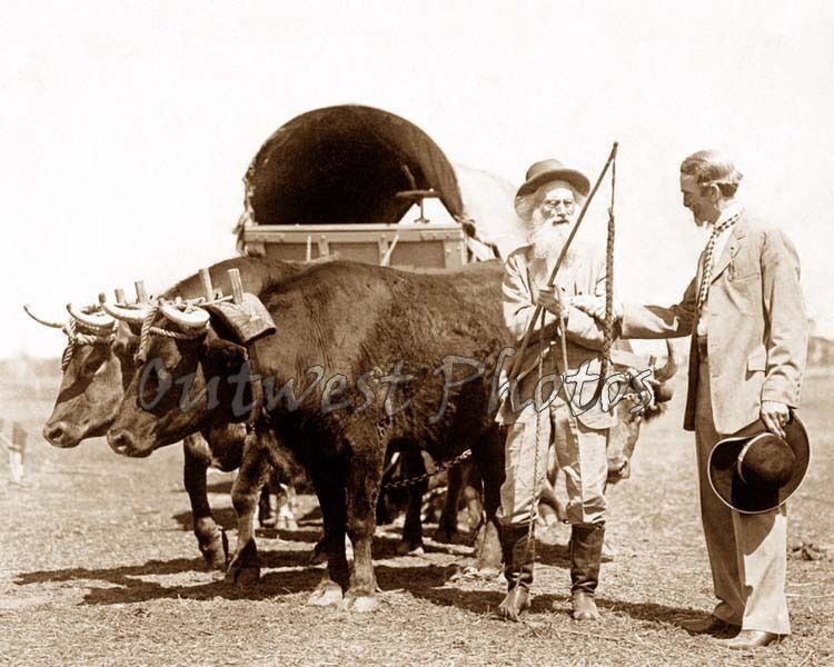   COVERED WAGON OXEN   COWBOY TEX COOPER 101 RANCH SHOW PHOTO  