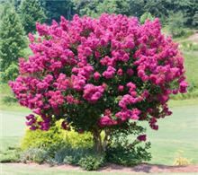 DWARF PINK CRAPE MYRTLE* 30 seeds* SHOWY*Rare* #1195B  