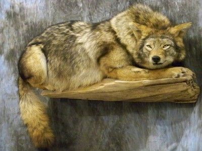 COYOTE MOUNT TAXIDERMY WILDLIFE DECOR BRAND NEW   