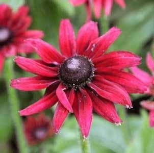 Rudbeckia hirta Cherry Brandy 10 seeds  