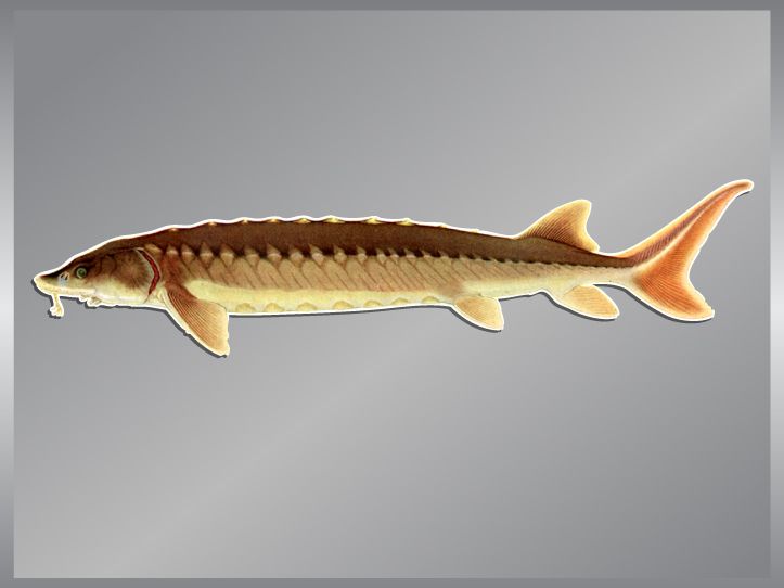 SHORTNOSE STURGEON vinyl fish decal Fishing Sticker  