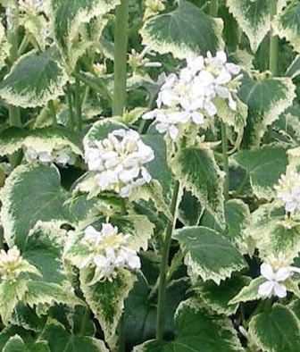 Money Plant Variegated Lunaria 10 seeds  