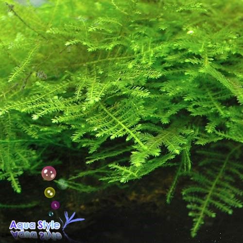 Peacock Moss+Unique Driftwood(M) Live aqua plant(UD1M)  
