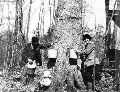 Photo 1920 Farwell, Michigan Collecting Maple Syrup  