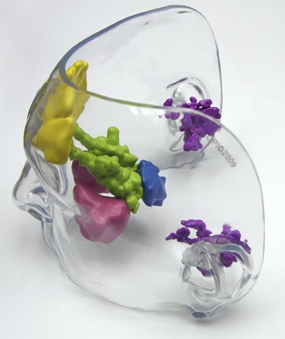 NEW Anatomical Clear Paranasal and Mastoid Sinus Model  