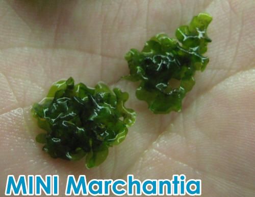3pc MINI Marchantia pad 4x4cm Live aquarium plant moss  