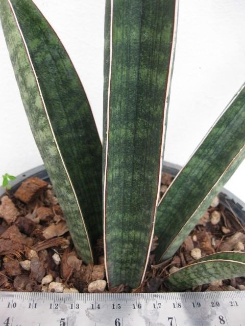 Sansevieria Baseball Bat Nice Fat Leaf Plant  